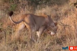 Lion Attack Wild - Discovery Animals - Most Amazing Moments Of Wild Animal Fights