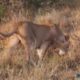 Lion Attack Wild - Discovery Animals - Most Amazing Moments Of Wild Animal Fights