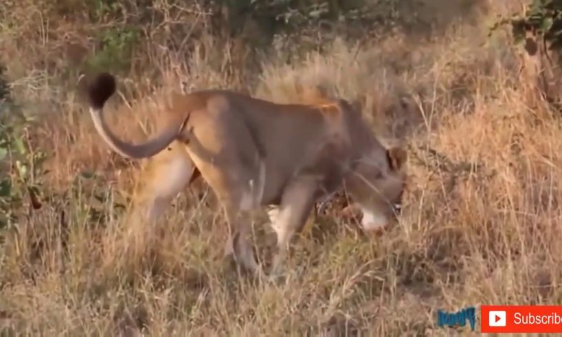 Lion Attack Wild - Discovery Animals - Most Amazing Moments Of Wild Animal Fights