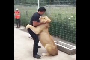 Lion Sees His Adoptive Dad After 7 Years - Truly Heart-warming