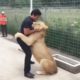 Lion Sees His Adoptive Dad After 7 Years - Truly Heart-warming