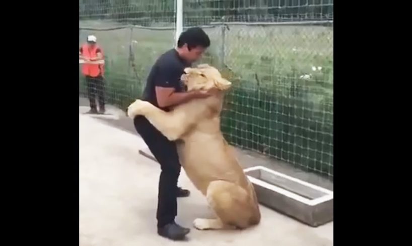 Lion Sees His Adoptive Dad After 7 Years - Truly Heart-warming