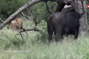 Lion VS Buffalo Fighting in the Wild | African Animals Fights - Buffalo Attack Lion Video
