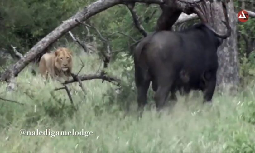 Lion VS Buffalo Fighting in the Wild | African Animals Fights - Buffalo Attack Lion Video