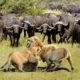 Lion Vs Lion Fight To Death - Wild Animal Attack