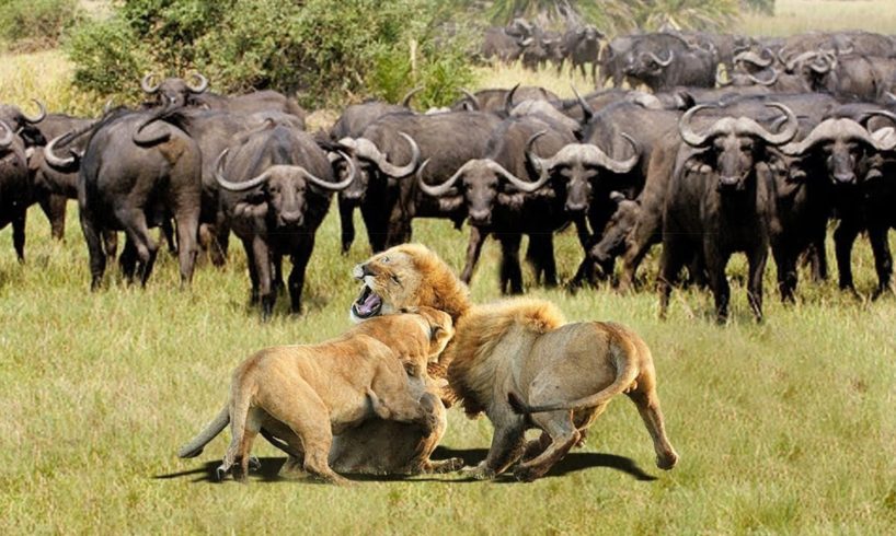 Lion Vs Lion Fight To Death - Wild Animal Attack