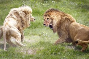 Lion Vs Lion - War For Territory - Wild Animal Fighting