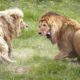 Lion Vs Lion - War For Territory - Wild Animal Fighting