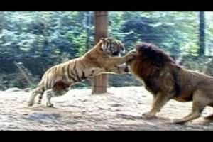 Lion Vs Tiger Real Fight to Death New Original Video HD