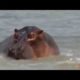 Lion vs Leopard   Most Amazing Moments Of Wild Animal Fights   Wild Discovery Animals 2018   YouTube