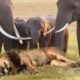 Lion vs bull Elephant Crocodile vs Elephant Lion attacks Animal fight back Nature Wildlife