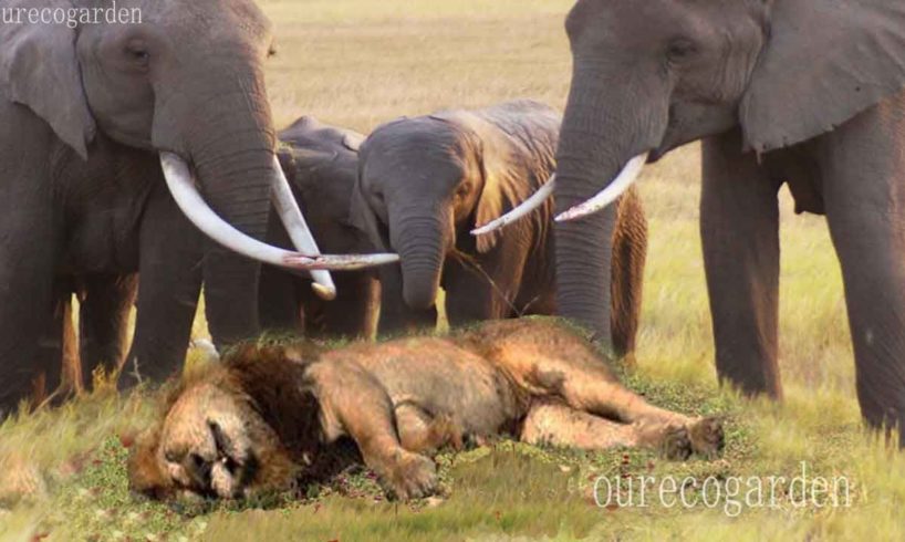 Lion vs bull Elephant Crocodile vs Elephant Lion attacks Animal fight back Nature Wildlife