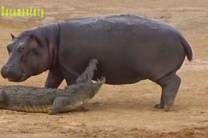 Lions VS Hippos Real Fight-Wild Animal Fights Compilation Caught on Tape