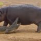 Lions VS Hippos Real Fight-Wild Animal Fights Compilation Caught on Tape