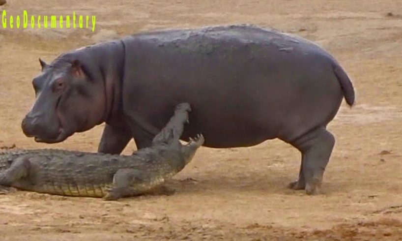 Lions VS Hippos Real Fight-Wild Animal Fights Compilation Caught on Tape