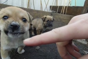 Little puppies meet me
