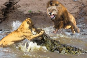 Losing His Wife, Male Lions Fight With Crocodiles To Rescue Him Successfully