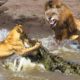 Losing His Wife, Male Lions Fight With Crocodiles To Rescue Him Successfully