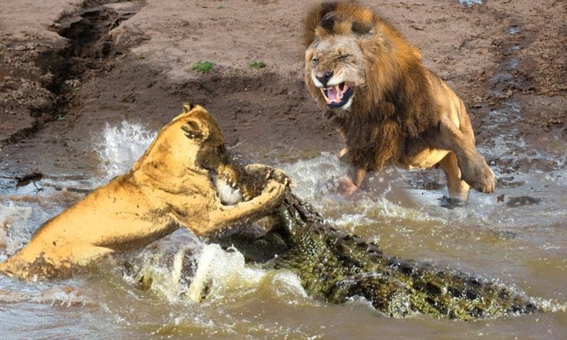 Losing His Wife, Male Lions Fight With Crocodiles To Rescue Him Successfully