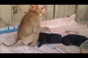 Love Of Animals - Baby Monkey Loves And Cuddles Newborn Puppies