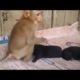 Love Of Animals - Baby Monkey Loves And Cuddles Newborn Puppies