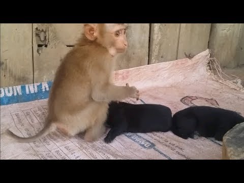 Love Of Animals - Baby Monkey Loves And Cuddles Newborn Puppies