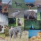 MYSORE ZOO - FULL VIDEO OF ANIMALS AND BIRDS, 2015