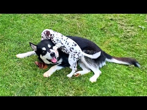 Malamute Teasing Dalmatian Puppy with a Treat