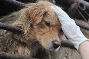 Man Rescues 4 Dogs From Huge Slaughterhouse Lost Over 500 Dogs a Day