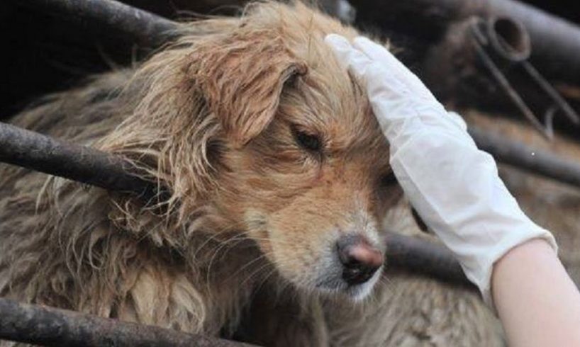 Man Rescues 4 Dogs From Huge Slaughterhouse Lost Over 500 Dogs a Day
