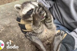 Mapache cae por el techo del baño | El Dodo