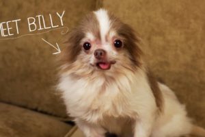 Meet Billy, Rescued From a Puppy Mill - 2013 CINE Award Winner