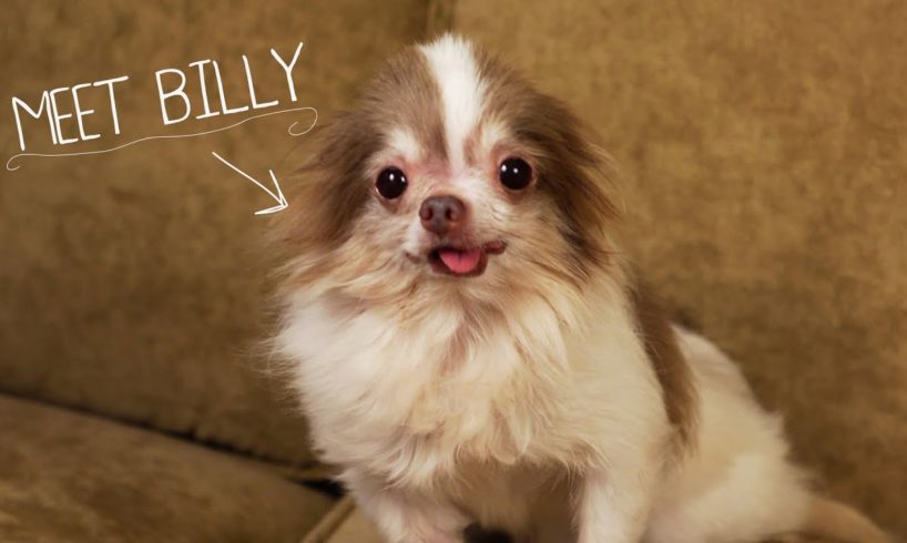 Meet Billy, Rescued From a Puppy Mill - 2013 CINE Award Winner