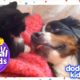 Midge The Cat Plays Ninja With Beatrix the Dog | DODO KIDS: Best Animal Friends