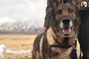 Military Dog Is SO Happy To Finally Be Home With His Dad | The Dodo Reunited