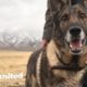 Military Dog Is SO Happy To Finally Be Home With His Dad | The Dodo Reunited