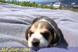 Miniature Pocket Beagle Puppy For Sale Video Tiny Cute Puppies