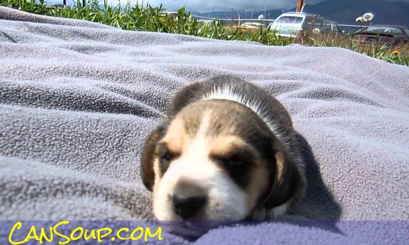 Miniature Pocket Beagle Puppy For Sale Video Tiny Cute Puppies