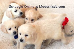 Modernistic - Cute Puppies