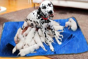 Mom Harlequin Great Dane Giving Birth To Many Cute Puppies- Life Of Dog Breed