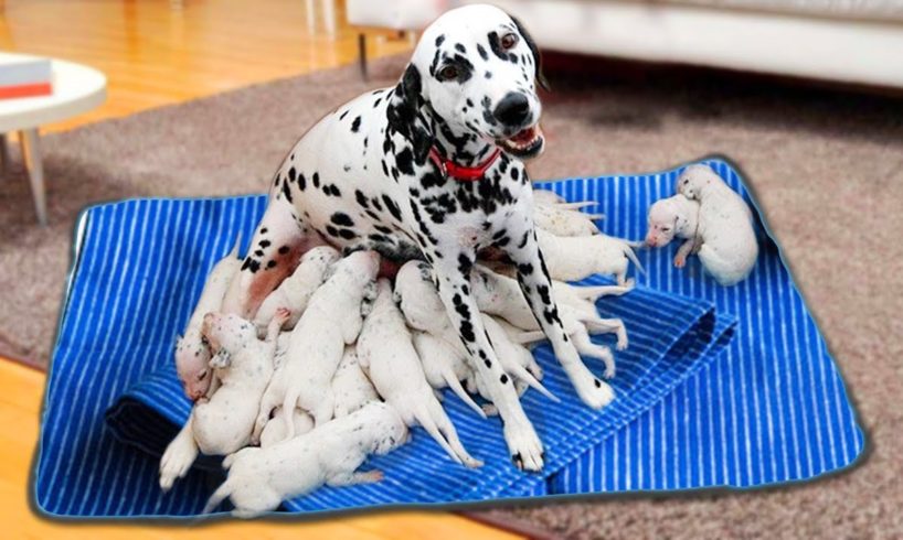 Mom Harlequin Great Dane Giving Birth To Many Cute Puppies- Life Of Dog Breed