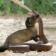 Mongoose Vs Cobra - Big Battle -  Wild Animal Fights