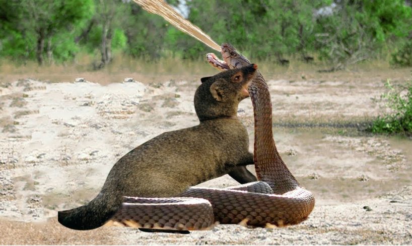 Mongoose Vs Cobra - Big Battle -  Wild Animal Fights