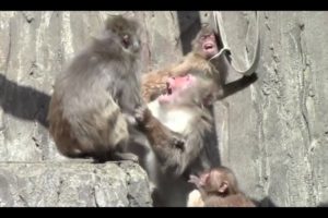 Monkey Fight : Animal Fight
