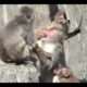 Monkey Fight : Animal Fight