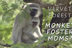 Monkey Foster Mom Program Explained - Animal Rescue Q&A - Vervet Forest