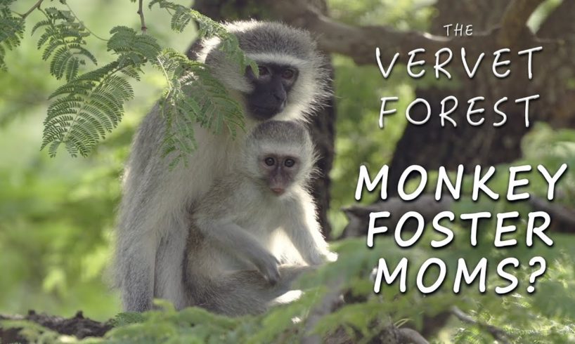 Monkey Foster Mom Program Explained - Animal Rescue Q&A - Vervet Forest