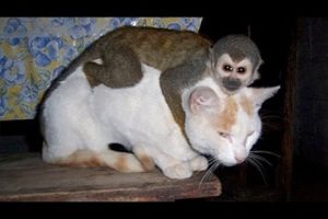 Monkeys annoying other animals – Funny animals compilation