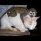 Monkeys annoying other animals – Funny animals compilation