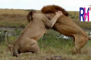 Most Amazing Moments Of Wild Animal Fights